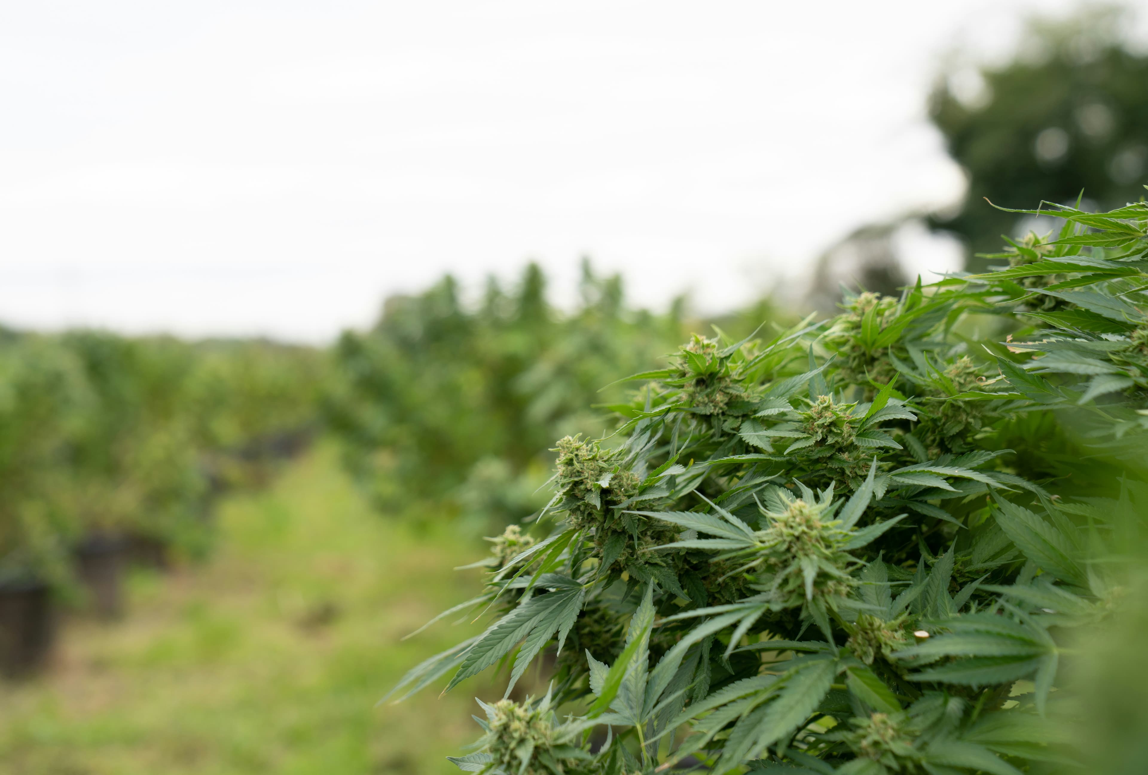 Champs de chanvre cultivés en Europe